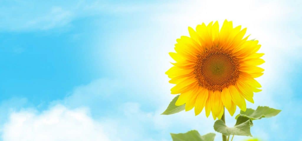 sunny sunflower AJ73UYL